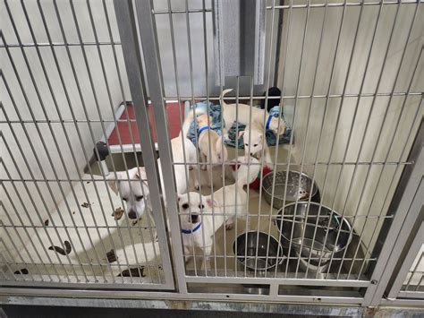 bakersfield dog shelter